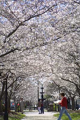 trees02